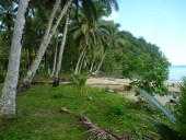 Palm Trees along the beach