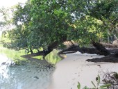 Falling tree on the sand