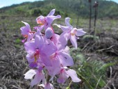 Orchid in Solomon Islands