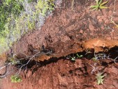 Severe erosion next to INCO tracks on ridge