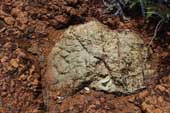 Saprolite boulder in limonite (1)