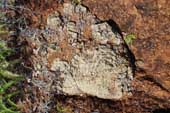 Saprolite boulder in limonite (2)